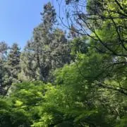 woodsの画像