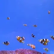 なぎの画像