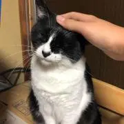 ハチワレさん(風雷黒)の画像