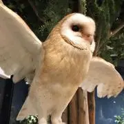 シロの画像