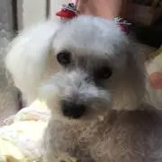りんか