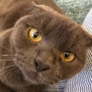 ルピの画像