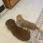 ベルの画像