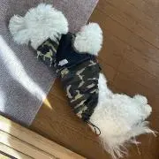 わんだーの画像
