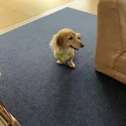 キンタロー。の画像