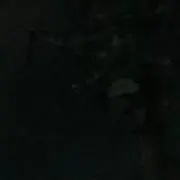 ぴぴ