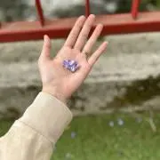 おもちの画像
