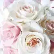 cohane＊プロフ読んでくださいの画像