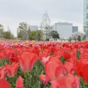 大歓迎の画像