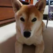 yuzushari86