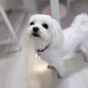 こはるの画像