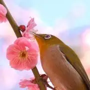 めじろ