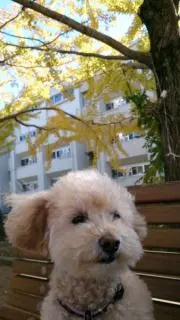 amamaの画像
