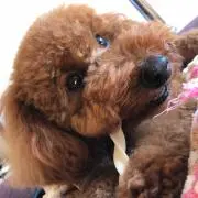 ふの画像