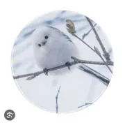 しまの画像