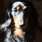 すんきの画像