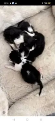 かなやの画像
