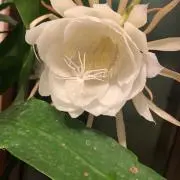 ミッキの画像