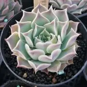 ルーナ