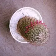 chippaの画像