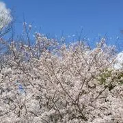 チーズケーキ(。・ω・。)の画像