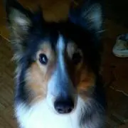 レイ