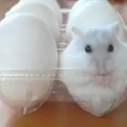 ぽりごん
