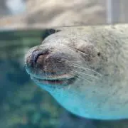 クロぽぽ