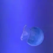 ひーの画像