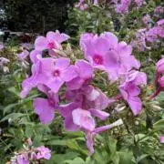 花鳥風月の画像