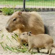 カピバラの画像