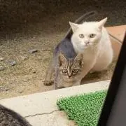 ヤスたんの画像