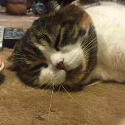 ほしの画像
