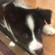 だまっち
