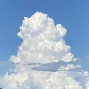 ちゃしの画像