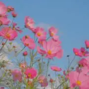 まくの画像