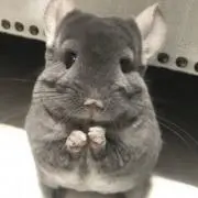 さなはむの画像