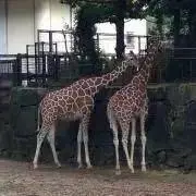 メロンパンナ2号