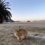 Riku.K