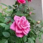 くみの画像