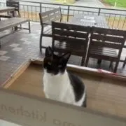 ポイフル