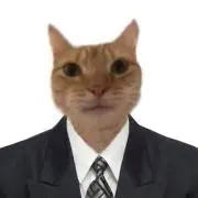 猫の画像