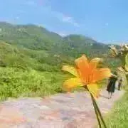 tea-ririlyの画像