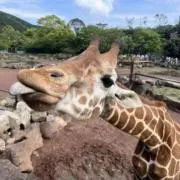 動物大好きの画像