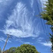 麻桐の画像