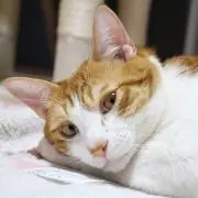うにのあの画像