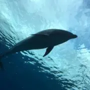 まさの画像