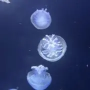 あおいの画像