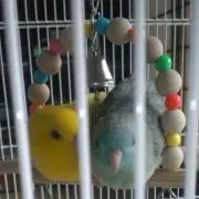 ゆかちゃんの画像