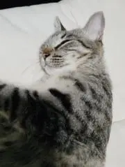 ななな。の画像